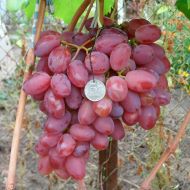 Саженец виноград Полонез 50 (привитый) в контейнере